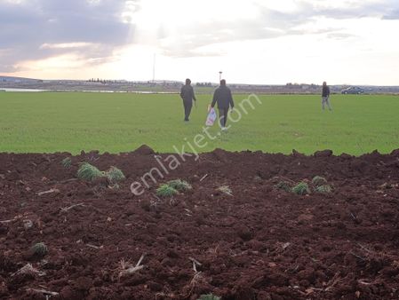Arif Emlaktan Satılık Oğuzeli Sütlüce Köyünde Tek Tapu Arazi