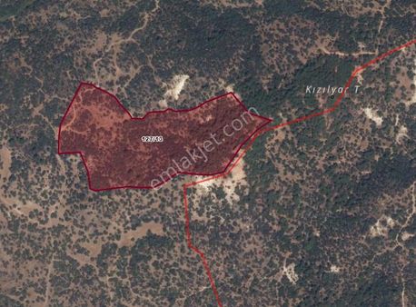 Turpa Arxesten Kıratlı Mahallesinde Satılık Zeytinli Tarla