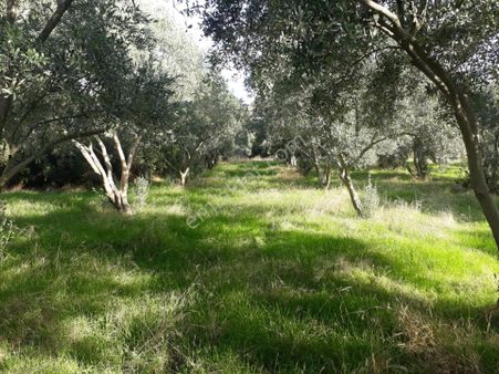 Kuyucak'ta Merkeze 1.7 Km Mesafede 1.625 M² Zeytin Bahçesi