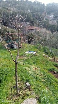 Burhaniye Sübeylidere Köyünde Bahçeli Kiralık Müstakil Eşyalı Ev