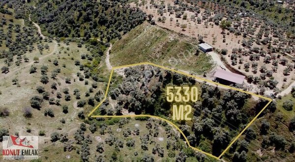 Konut Emlaktan İsabeylide 5.330 M2 Satılık Verimli Zeytinlik