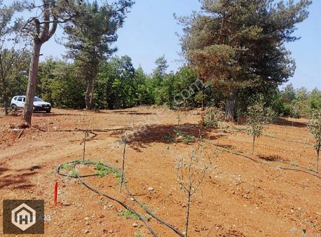 Kestel Babasultan Mh Satılık 750mt2 Resmi Yol,ormana Cephe Tarla