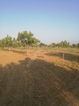 Aydın Germencik Hıdırbeyli İlçesinde Satılık İncir Bahçesi