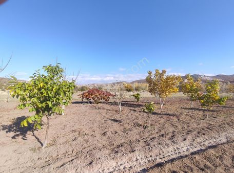 Özpınar.dan İki Cephesi Yol Hazır Sulu Bahçe Konteynerli 3012 M2