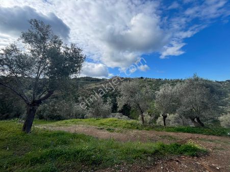 Seferihisar Gödence Satılık 7975 M2 Yatırımlık Bedava Tarla