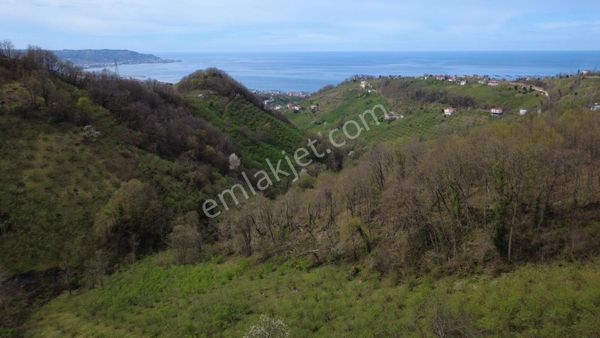 Trabzon Vakfıkebirde Satılık Arazi