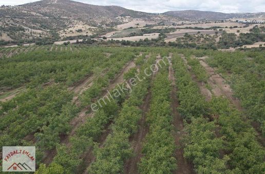 Manisa Köprübaşı Yardere Modern Ceviz Çiftlik Bahçesi