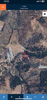 Kemalpaşa Yeşilyurt Köyünde Tek Tapu Zeytn Bahçesi