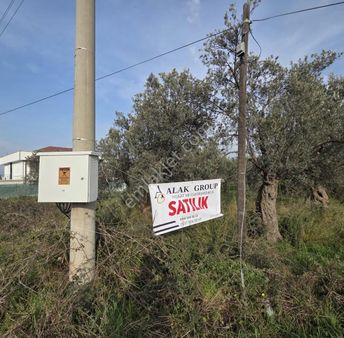 Taylıeli'nde Köye Ve Denize Çok Yakın Asfalt Cepheli Zeytinlik