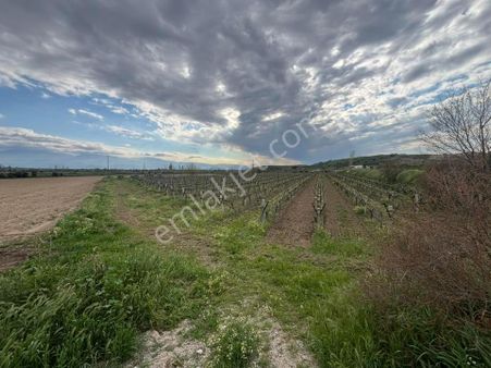 Tc Emlaktan Satılık 10 Dönüm Bağ ! Asfalt Cephe Köşe Bası