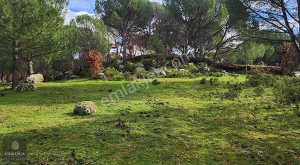 Ayvalık Bağyüzü'nde Satılık 3.158m² Müstakil Tapulu Bağ