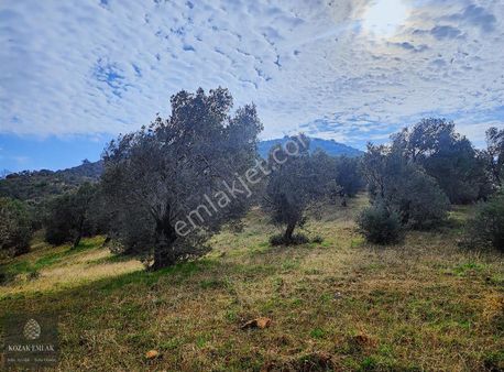 Balıkesir Gömeç Karaağaç 8.419 M2 Zeytinlik Satılık