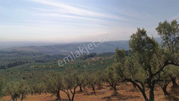 Osmangazi Gündoğdu'da 2.770 M2 Satılık Zeytinlik