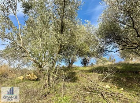 Osmancalı Da 950 M2 Zeytinlik, 24 Adet Trilye