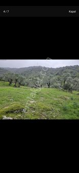 Vatan'da Aydın Çinede Tek Tapu 11 Ağaçlı Zeytin Uygun Fiyat Acil