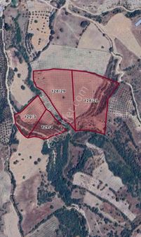 Manisa Salihli Hacıköseli’de 38 Dönüm Zeytinlik Müstakil Tapulu – Yatırımlık Fırsat!