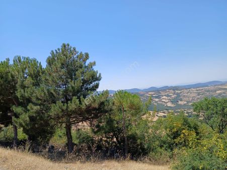 C21 Loca'dan Kepsut Sayacık Mahallesinde 4323 M2 Satılık Tarla