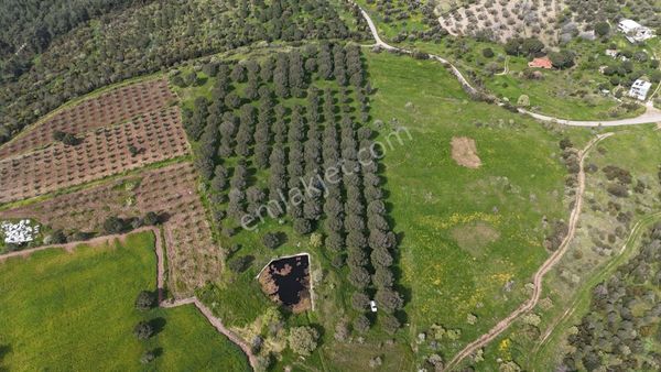 Zeytindag Bozyerlerde Kadastro Yolu Olan Satılık Tarla