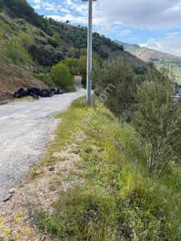Tire Doğuş Emlak'tan Somak'ta Satılık İncir Ve Zeytin Bahçesi