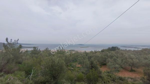 Cunda Adasında Satılık 12 Dönüm Deniz Manzaralı Zeytinlik