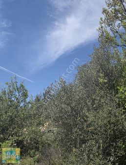 Muğla Milas Çiftlik Mahallesinde Satılık 911 M2 Zeytinli Tarla