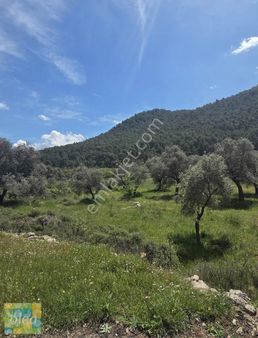 Muğla Milas Çiftlik Mahallesinde Satılık 1549 M2 Tarla