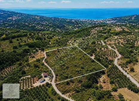 Yalova Armutlu Fıstıklıda Manzaralı 7.185 M² Satılık Tarla
