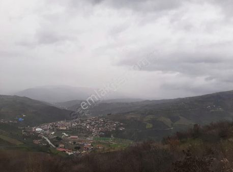 Alaşehir Uluderbent De Müstakil Tapulu 12 Dönüm Zeytinlik