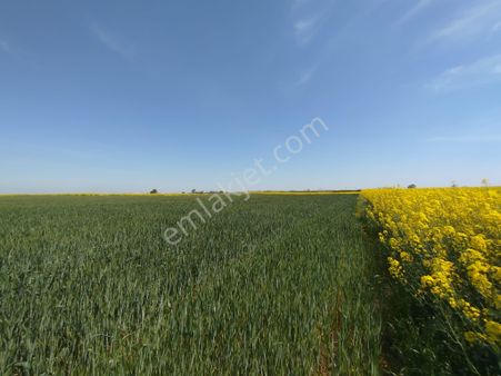 Tekirdağ Muratlı Ballıhoca Mahallesinde Satılık 6200 M2 Tarla