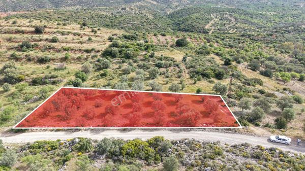 Datça Yazı'da Satılık 1.282m² Zeytinlik - Yatırımlık