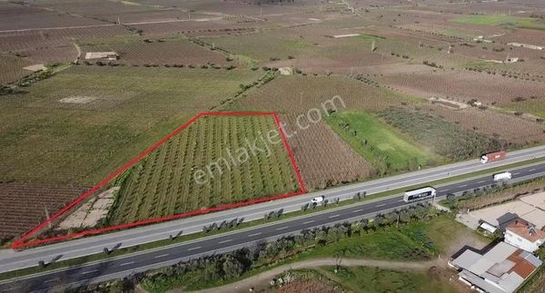 Ankara Asfaltına Cepheli 11180 M2 Zeytinlik