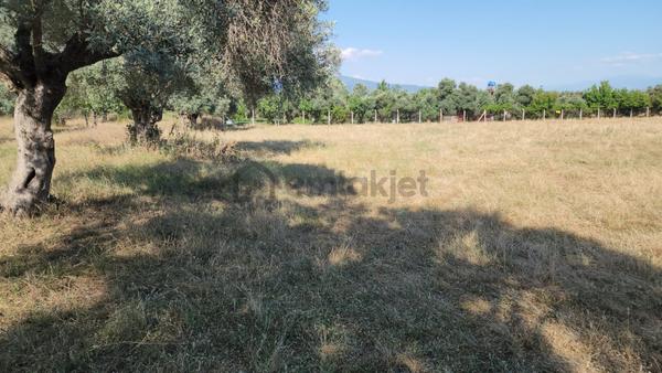 Bayındır Furunlu Köyü Anayola Yakın Satılık Verimli Tarla
