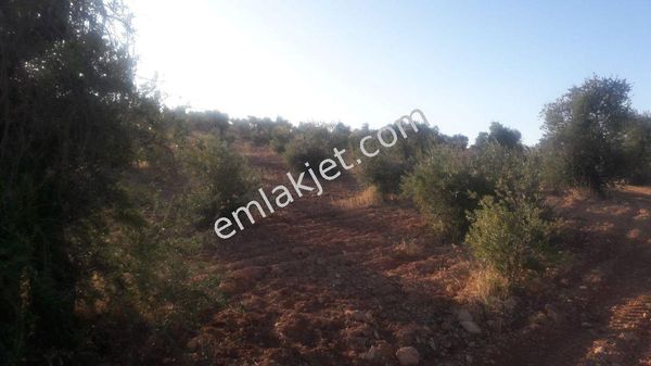 Fatih Emlaktan Kocatepede Fuul Zeytinlik