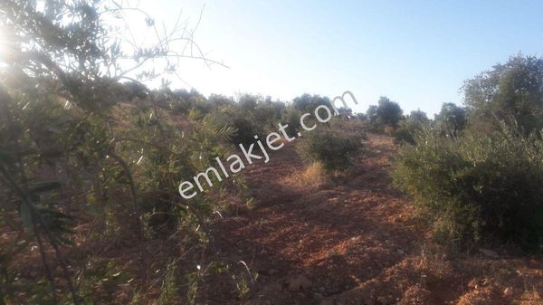 Fatih Emlaktan Kocatepede Satlık Full Zeytinlik