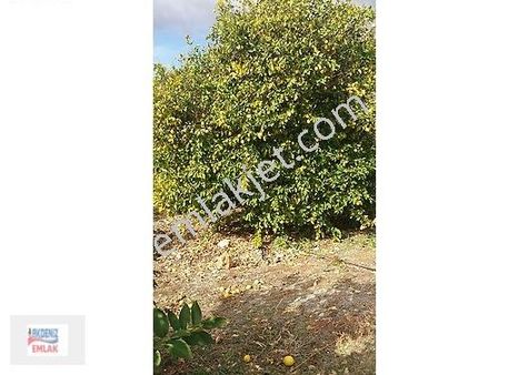 Mersin-erdemli-arpaçbahşiş De Acill Satılık Limon Bahçesi