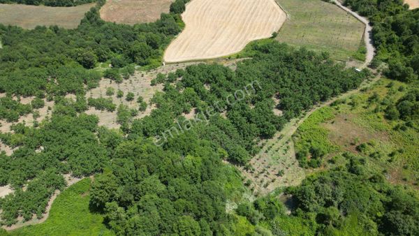 Kocaeli Karamürsel İnebeyli 44.575 M² Satılık Ceviz Bahçesi