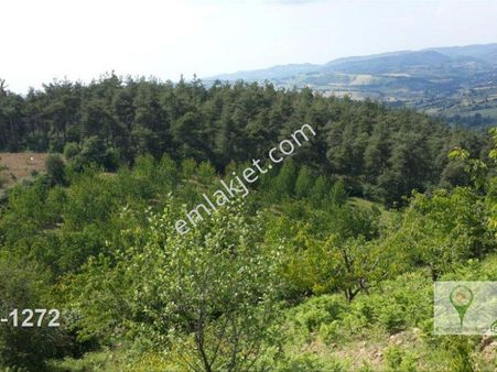 Uzmanlar Dan Satılık Kiraz Bahçesi 5900 M2 Karamürsel Çamdibi Ky