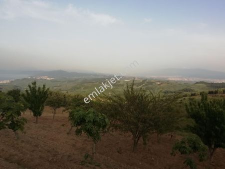 Ena Group Mudanya Çepnide Satılık Çok Amaçlı 6360 M2 Bahçe