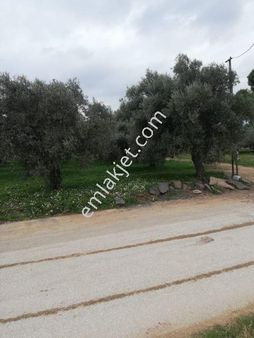 Koyuncu Group Tan Urlada Satılık Villa Arsası