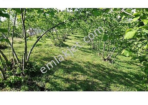 Trabzon Global Emlak Tan Akoluk Da Satılık Fırsat Arsa