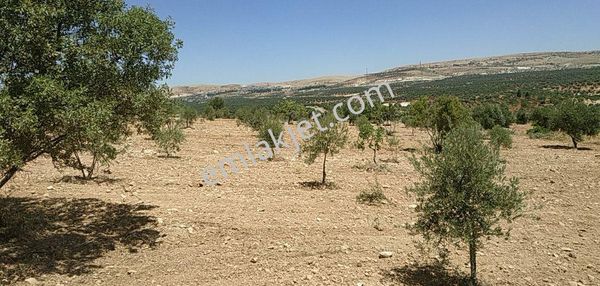 Fatih Emlaktan Satlık Zeytin Fıstık İncir