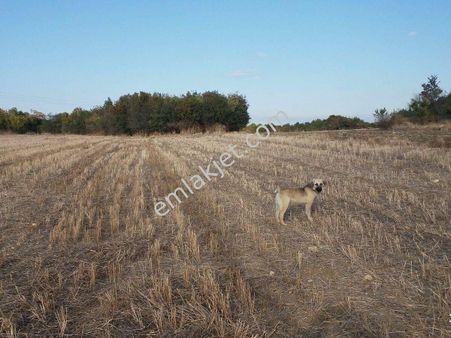 Lapsekinin Kemiklialan Köyünde Bursa Çanakkale Asvaltına 1700m2