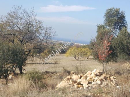 Rose Emlak Tan Satılık Kupon Arazi