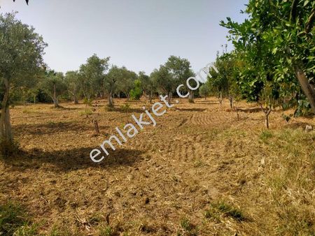 Yasin Emlaktan Arslanlı Cumhuriyet Mah. 1412 M2 Bahçe