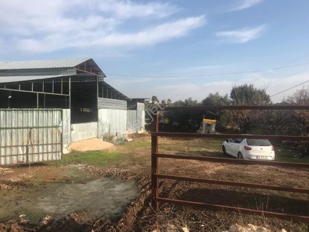 Silifke Narlıkuyuda Satılık Büyükbaş Hayvan Çitfliği