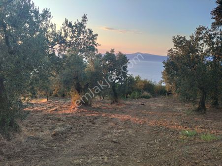 Altıntaş Mahallesinde Deniz Gören Satılık Zeytinlik