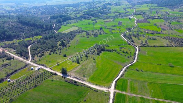 Milas Çamköy'de 35 Dönüm Satılık Çiftlik Arazisi