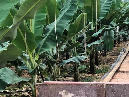 Gazipaşa Da Satılık Süper Deniz Manzaralı, Muz Serası