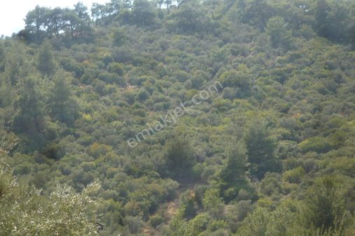 İzmir Torbalı Gold Emlakta Bayındırda Satılık Zeytinlik