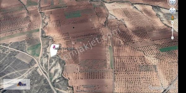 Aytekin Gayrimenkulden Kilis Merkez Doğançay`da Tarla